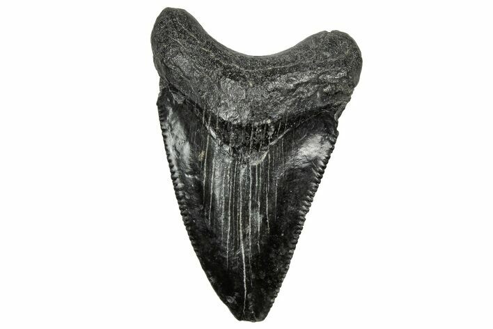 Serrated, Juvenile Megalodon Tooth - South Carolina #328712